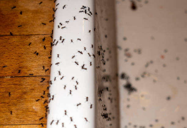 Best Best Pest Control Companies  in Varnville, SC