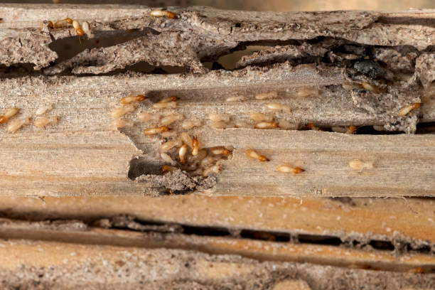 Best Wasp Removal Services  in Varnville, SC