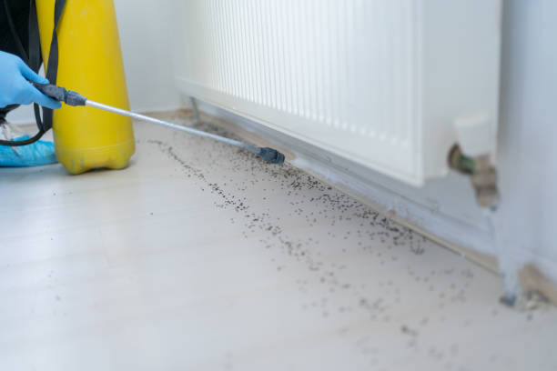 Trusted Varnville, SC Pest Control Experts